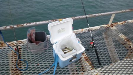 フィッシングパーク釣果良好！